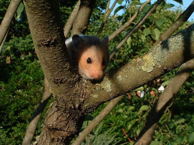 Hamster in natürlicher Umgebung